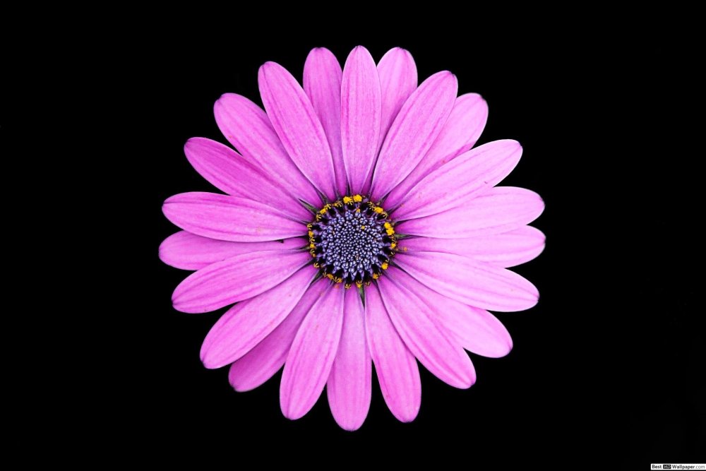 Обриета Лихтилини