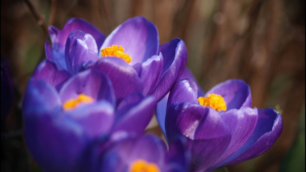 Желтые цветы на фиолетовом фоне