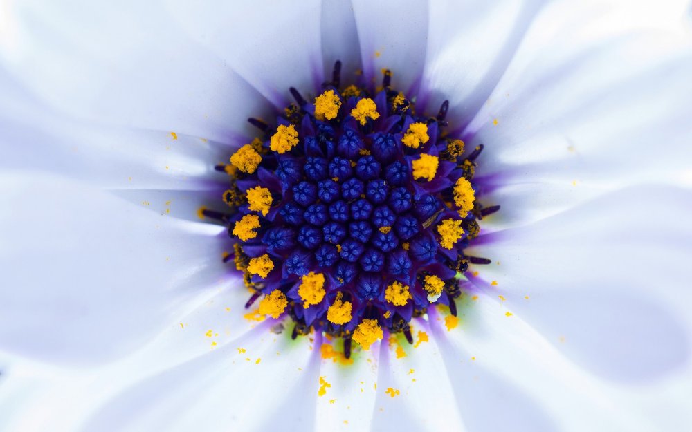 Крокус цветок фиолетовый