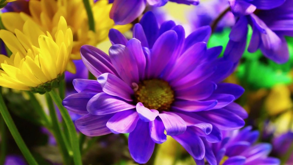 Цветы однолетник Лилак