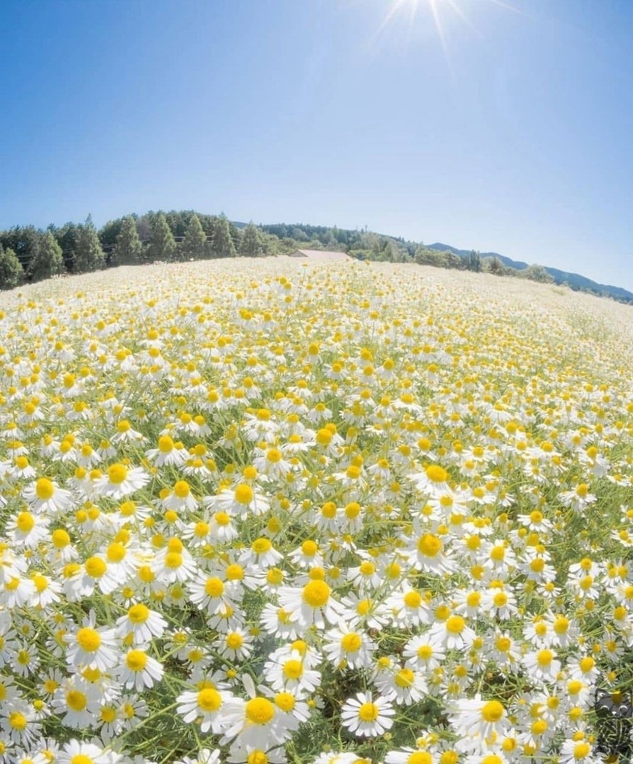 Поле с цветами Эстетика