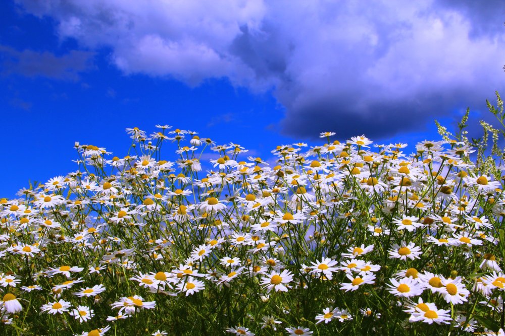 Ромашки и васильки