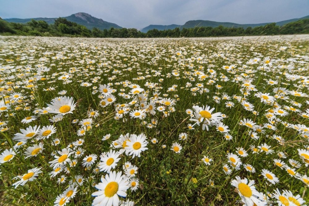 Байдарская Долина ромашки