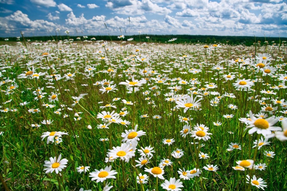 Ромашковое поле в Подмосковье 2022