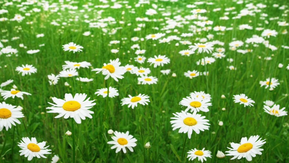 Ромашки на лугу