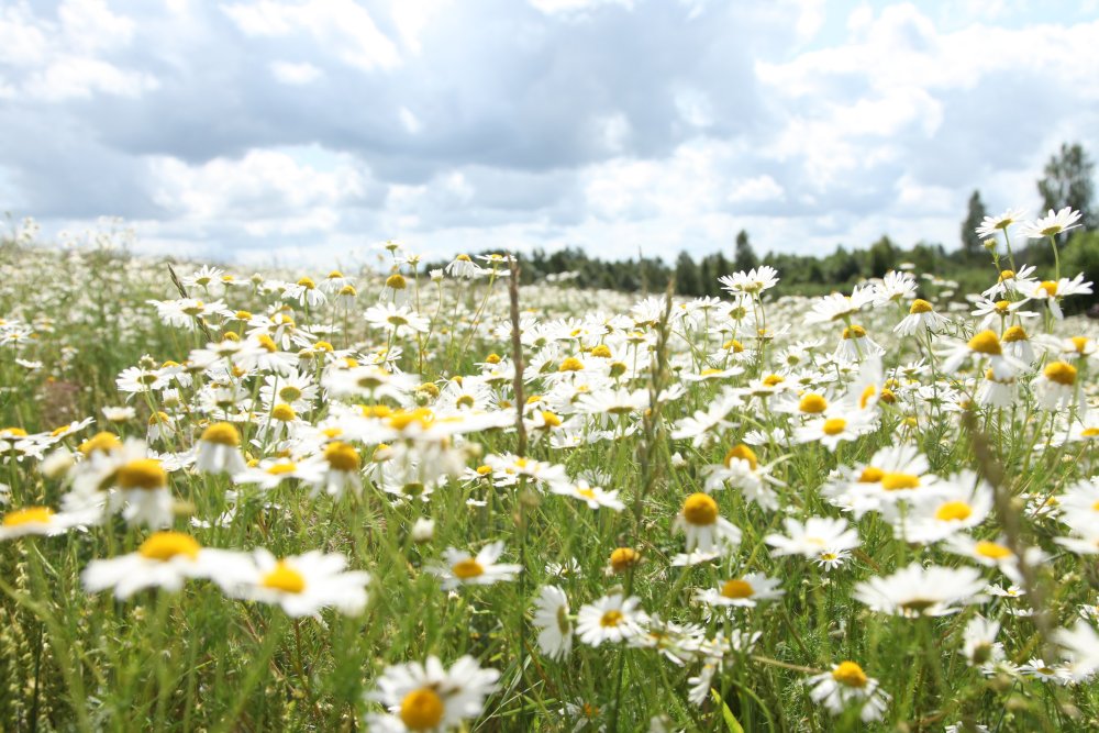 Ромашковая Поляна Краснодарский край