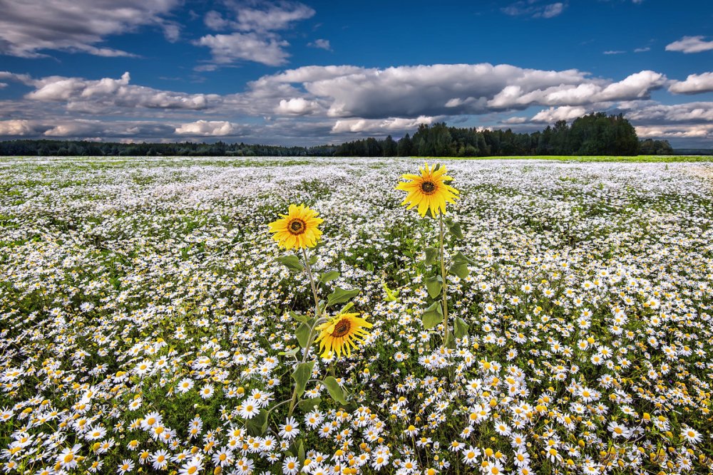Ромашковое поле