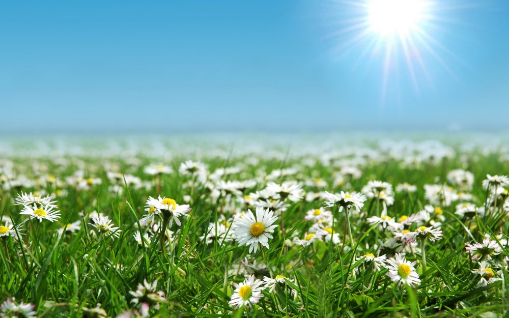 Графика Ромашковое поле