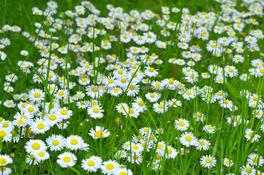 Васильково Ромашковое поле