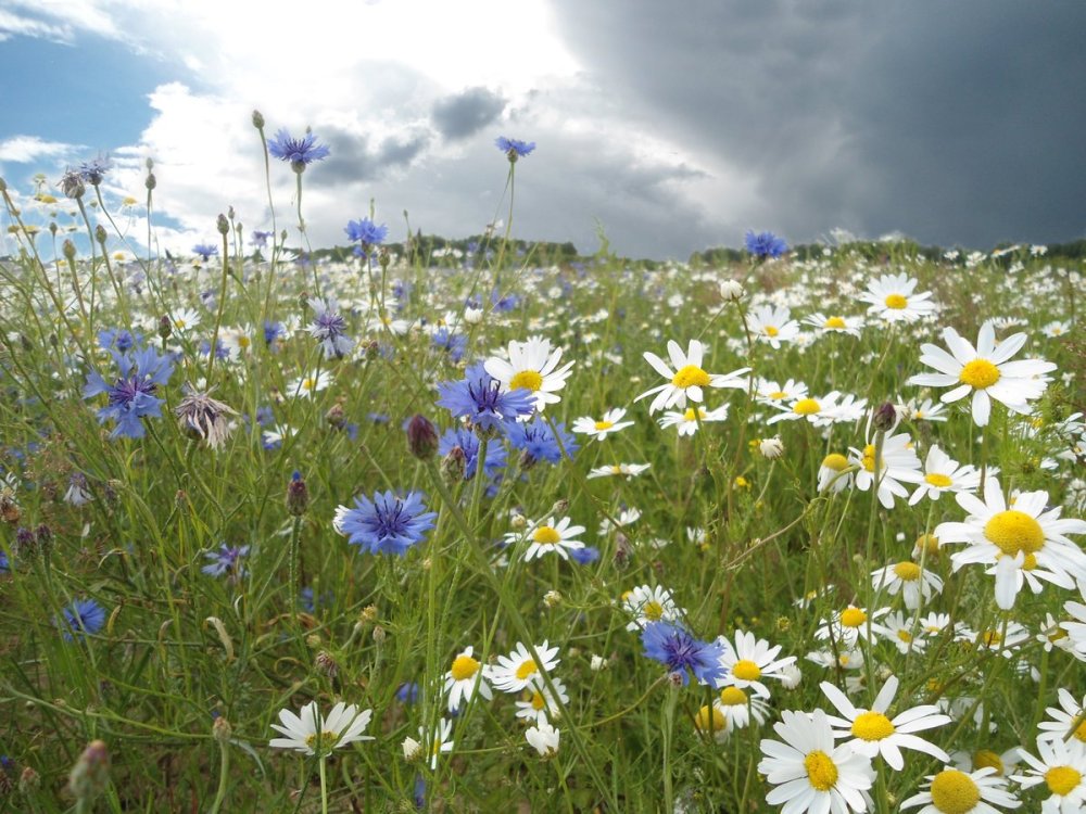 Цветущее поле деревня