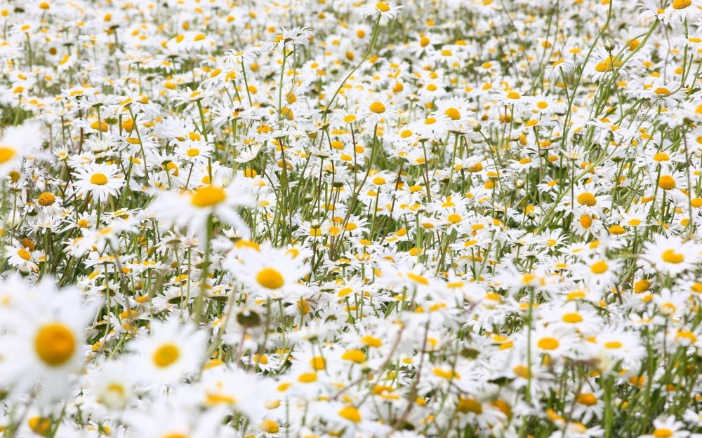 Красивое поле ромашек