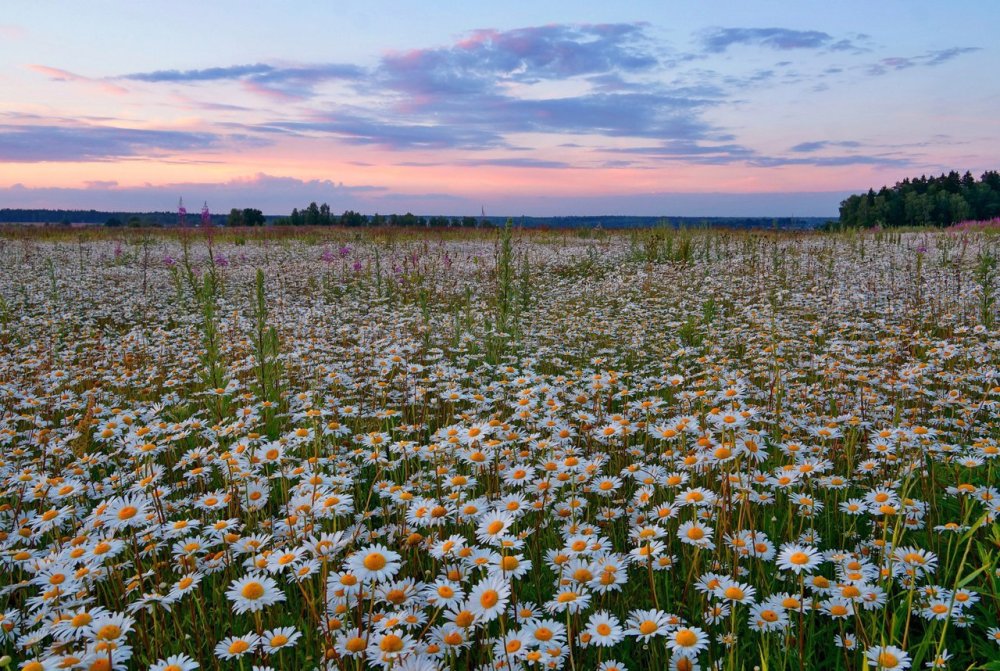 Фон ромашки акварель