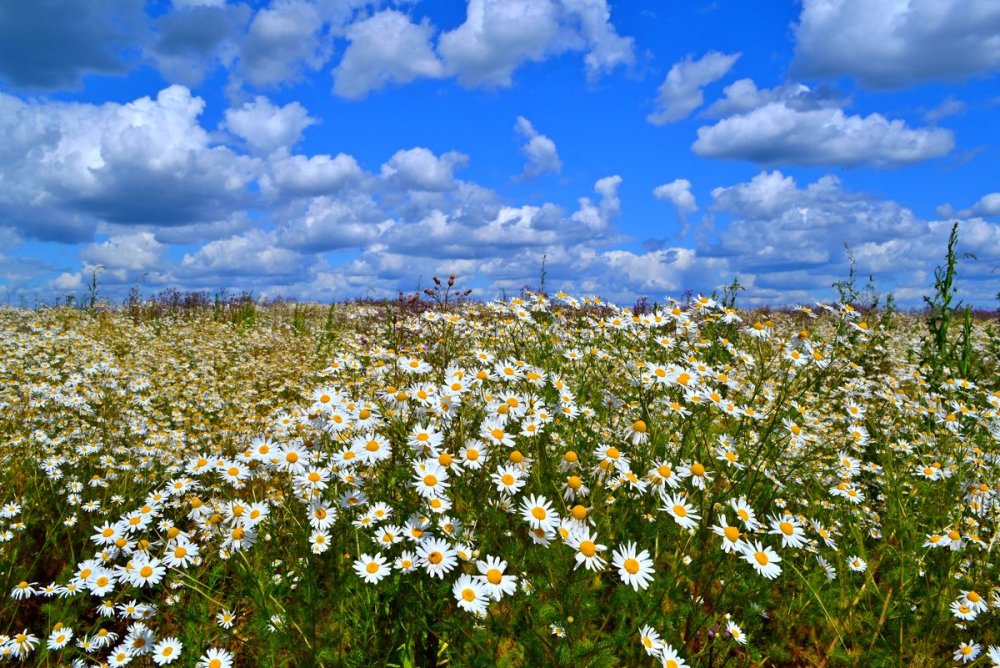 Ромашковое поле в Подмосковье