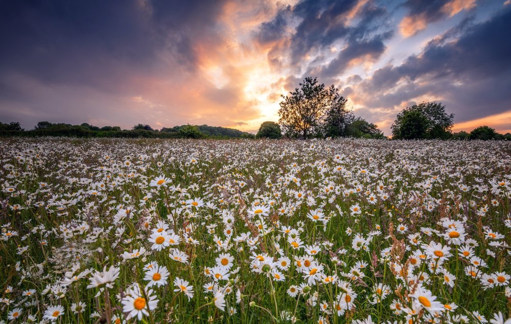Заросли ромашки