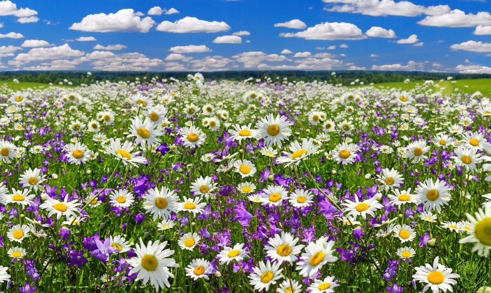 Бязь премиум Ромашковое поле