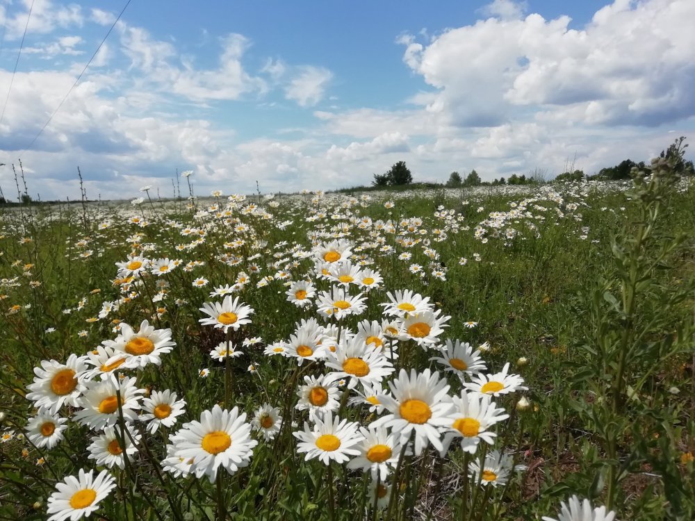 Поляна ромашек