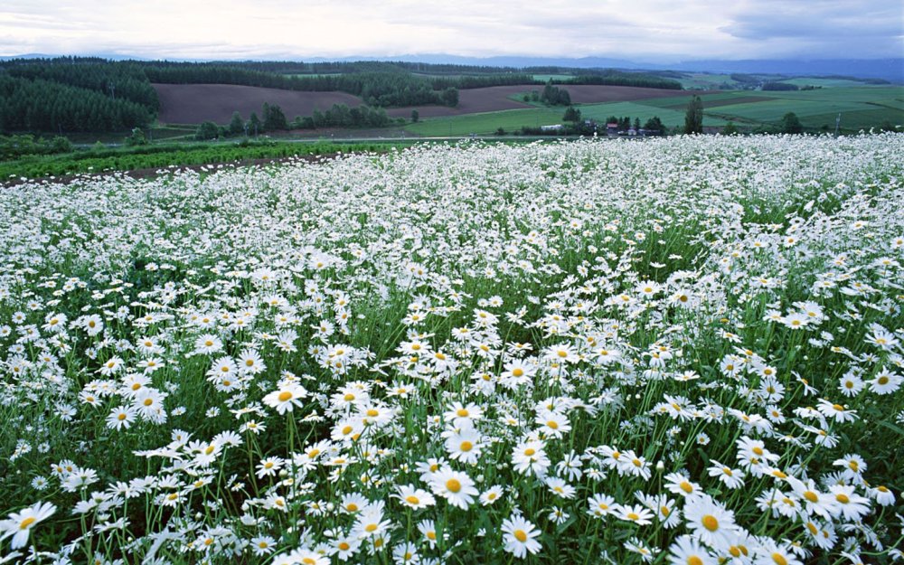 Поле ромашек