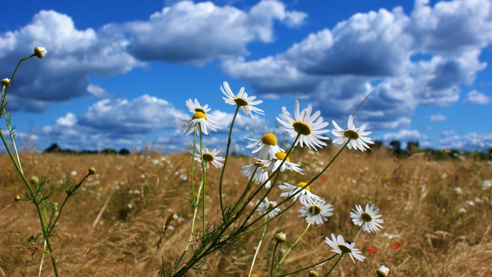 Солнце на лугу