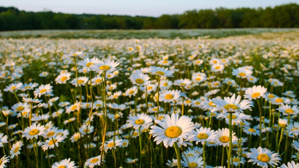 Ромашки в деревне утром