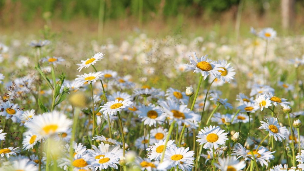 Поляна ромашек
