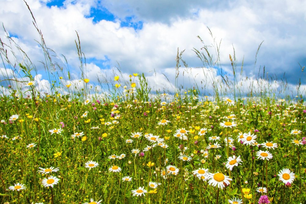 Лето в России