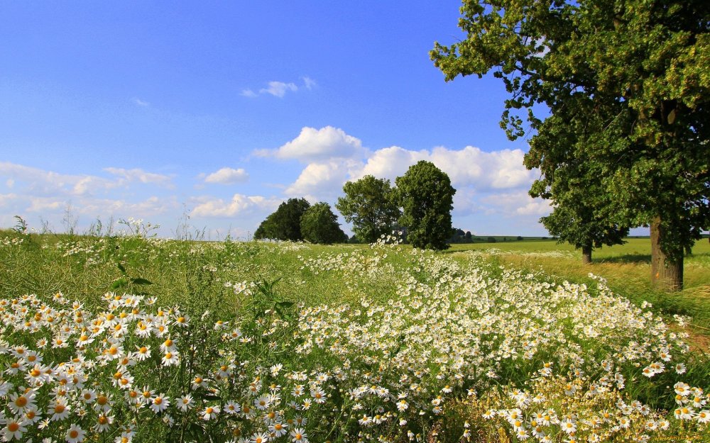 Ромашковое поле панорама