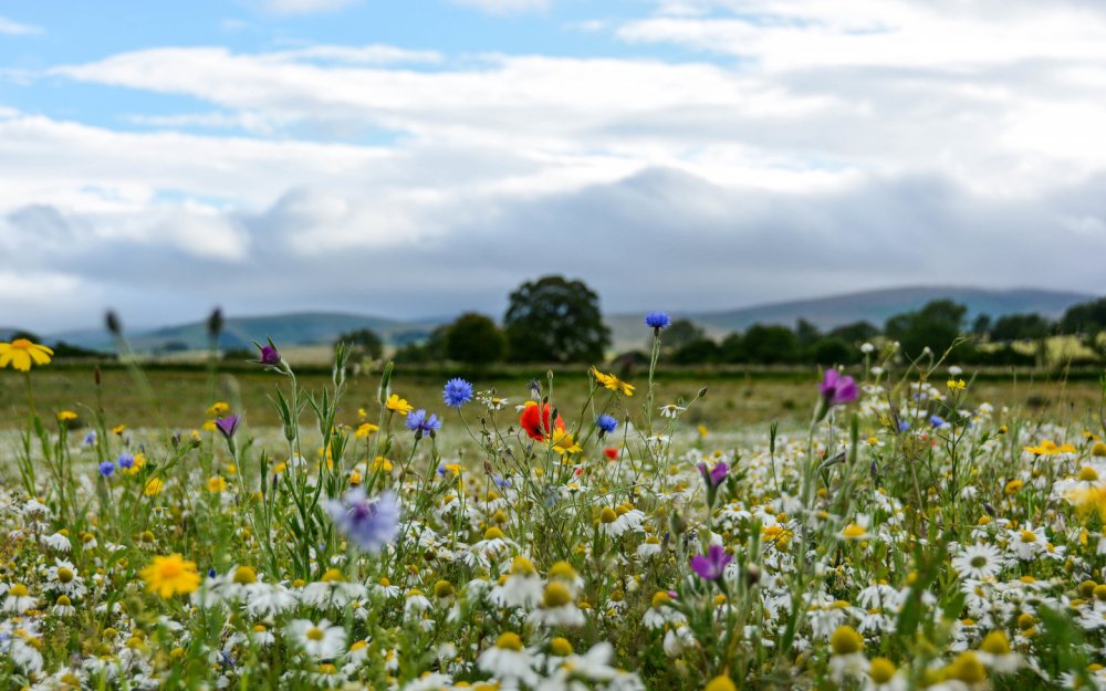 Ромашка Степная Полевая