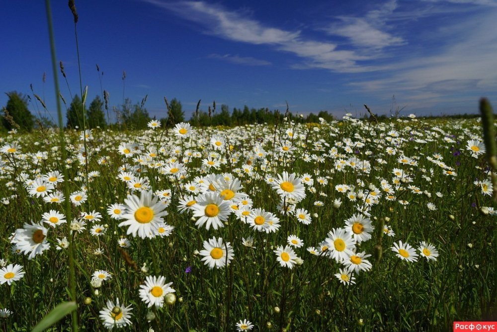 Поле цветов