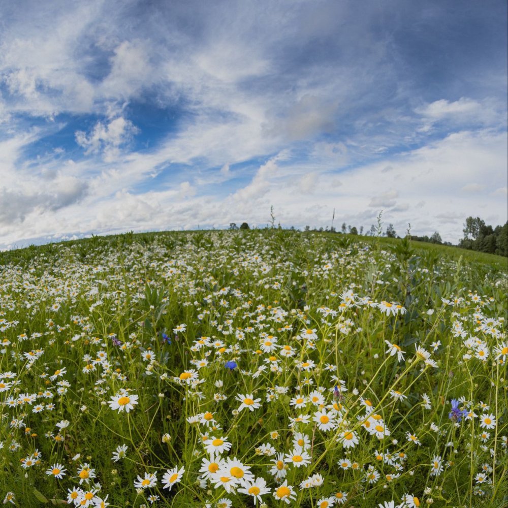 Поле ромашек