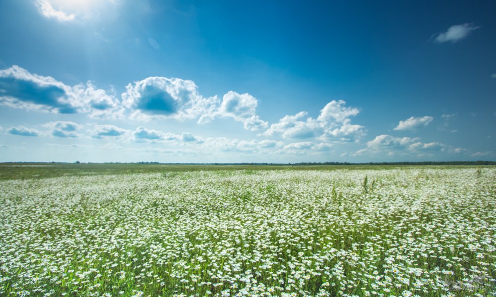 Ромашковое поле без фона