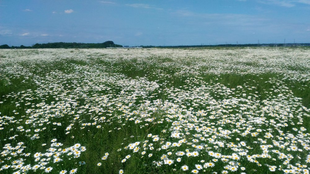 Луговые цветы ромашки