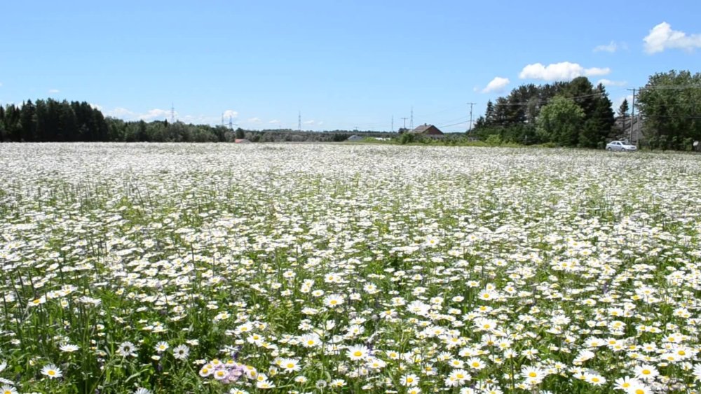 Фон из сказки поля с ромашками