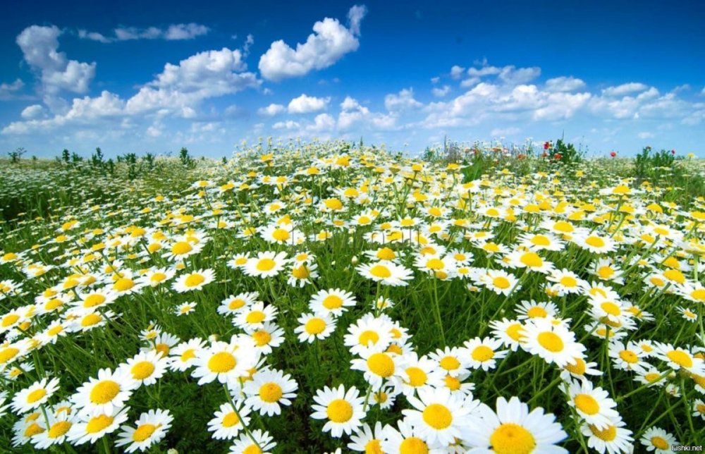 Луга Пермского края