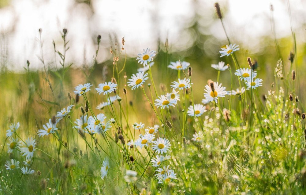 Ромашковый луг Лукоянов
