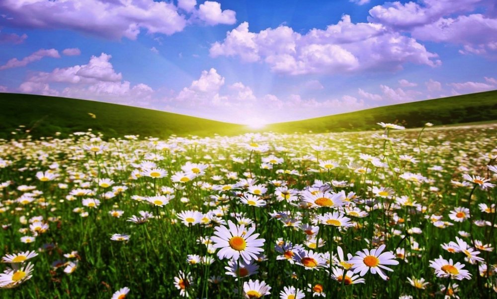 Поле ромашек