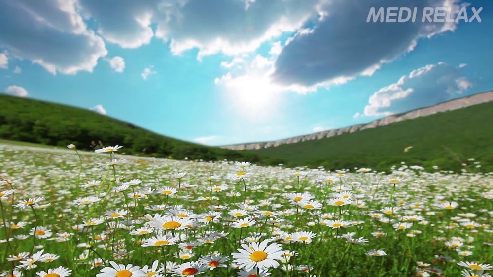 Поле цветов ромашки