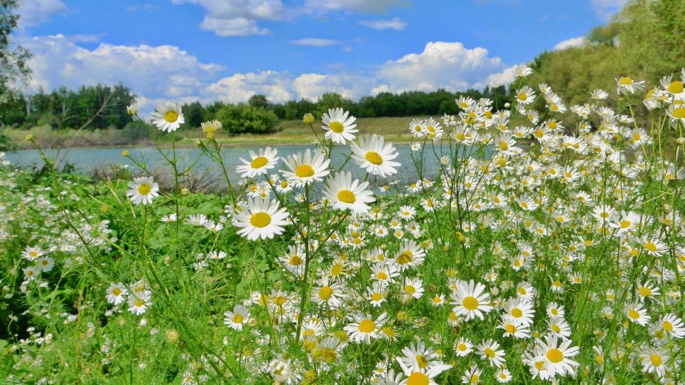 Флаг России на фоне неба ромашек