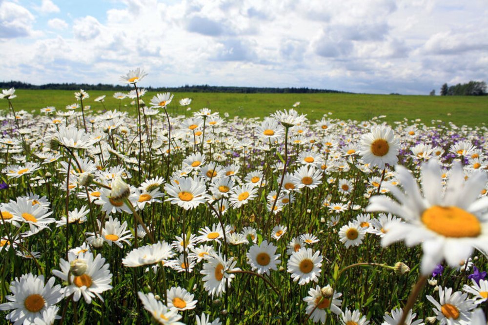 Ромашковое поле с небом