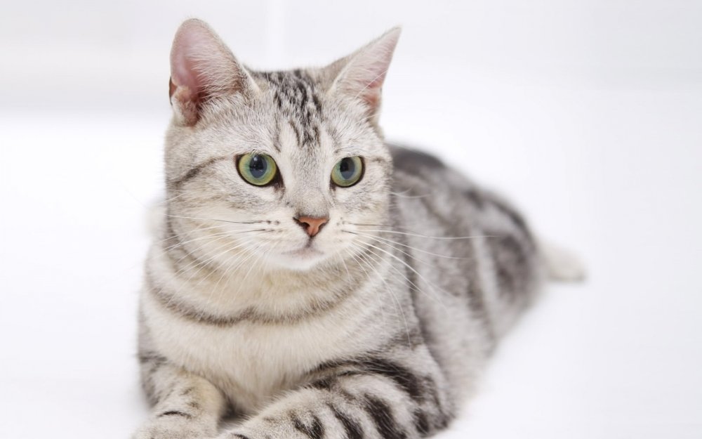 Американская короткошерстная табби
