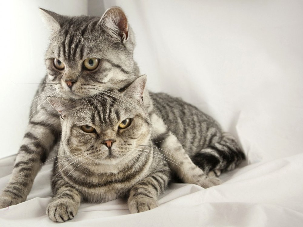 Два британских кота