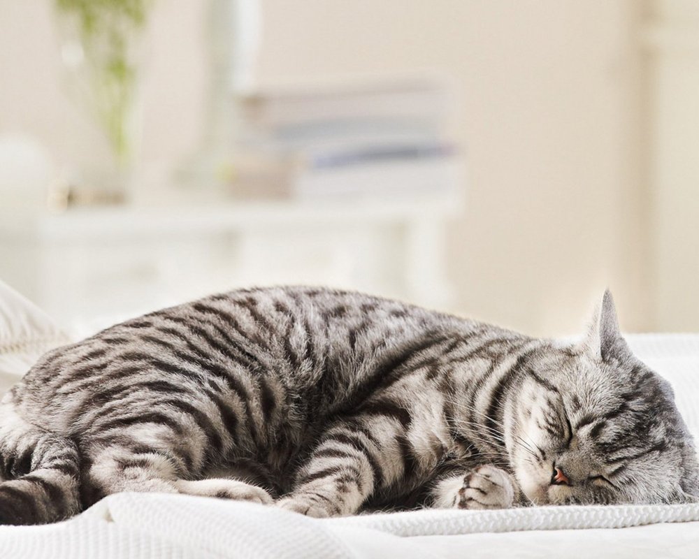 Спящий полосатый кот