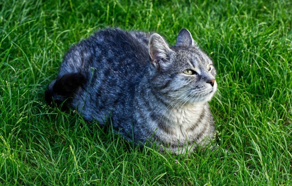 Зеленые полосатые коты