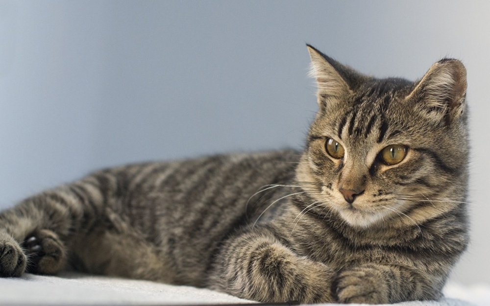 Кошка европейская короткошерстная серая полосатая