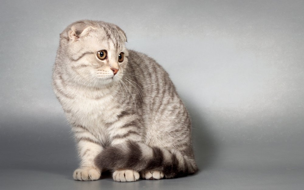 Шотландская вислоухая короткохвостая