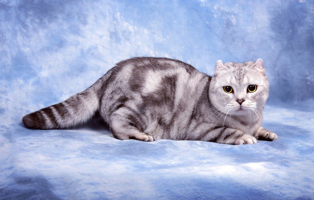 Британская кошка полосатая