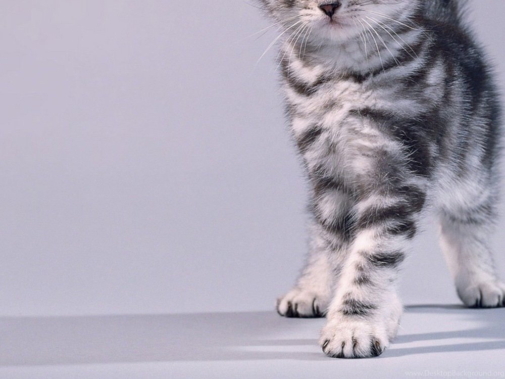 Серый котенок с полосками