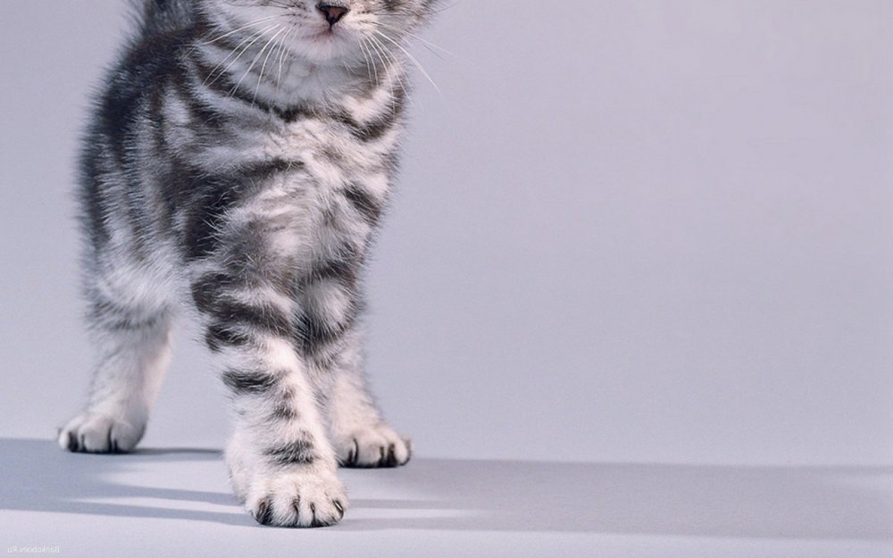 Американская короткошёрстная кошка