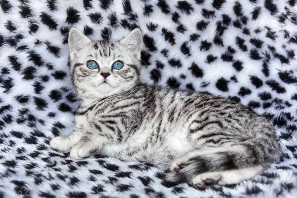 Черный табби споттед