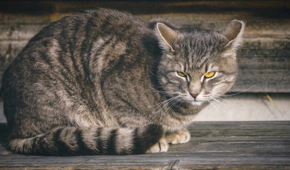 Кошка европейская короткошерстная серая полосатая