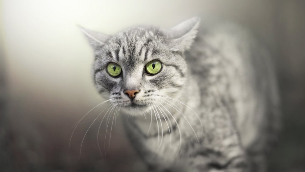 Серый кот с зелеными глазами
